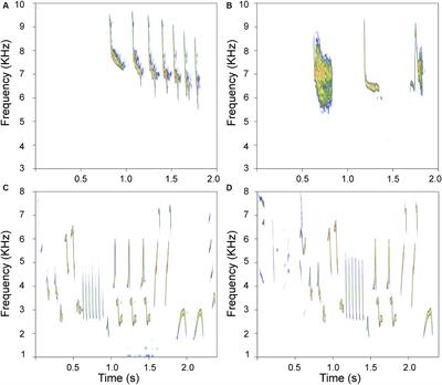 Differences in vocal brain areas and astrocytes between the house wren and the rufous-tailed hummingbird